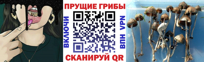 где найти Болхов кракен маркетплейс Псилоцибиновые грибы ЛСД